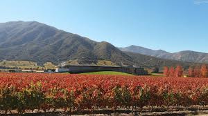 The BEST Colchagua Wine tasting