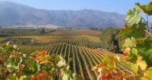 Colchagua Wine Tour